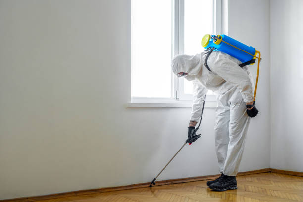 Best Termite Inspection and Treatment  in Walhalla, SC